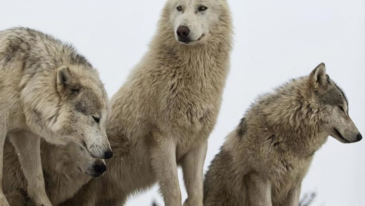 Man raised by wolves admits he is disappointed by human life