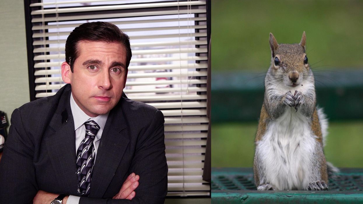 Student saves squirrel's life thanks to a scene from The Office