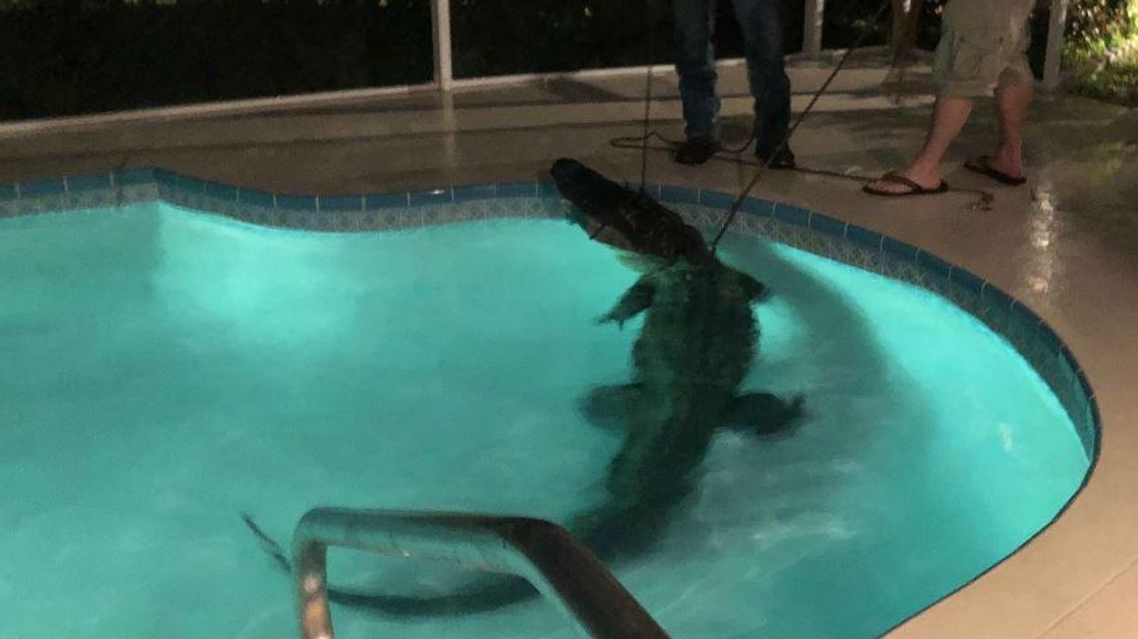 Terrifying 11ft alligator breaks into Florida couple's swimming pool, goes for a swim