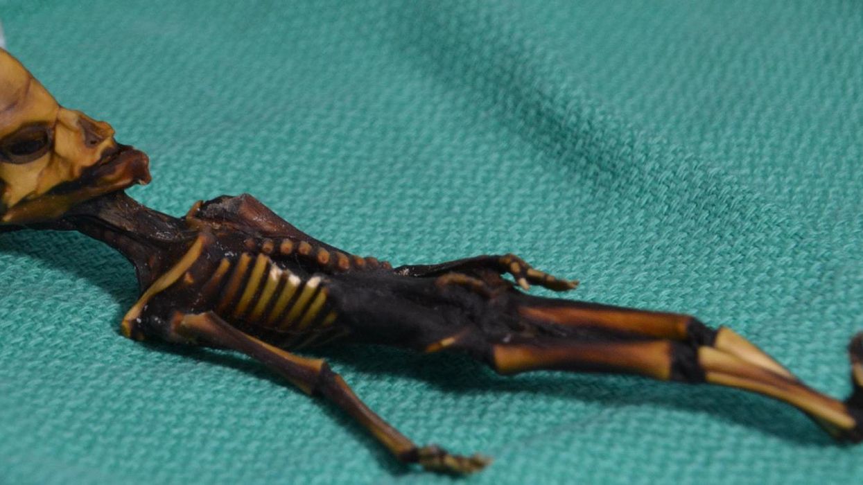 This tiny skeleton might look like an alien but her genes tell a different story