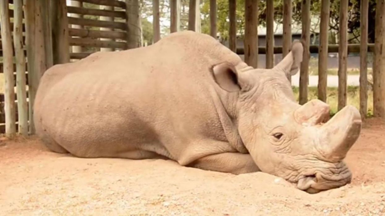 Heartbreaking photo shows the last male Northern White Rhino being comforted before he died