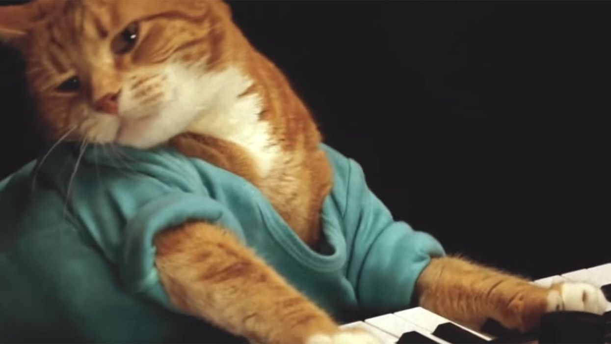 Keyboard cat has died
