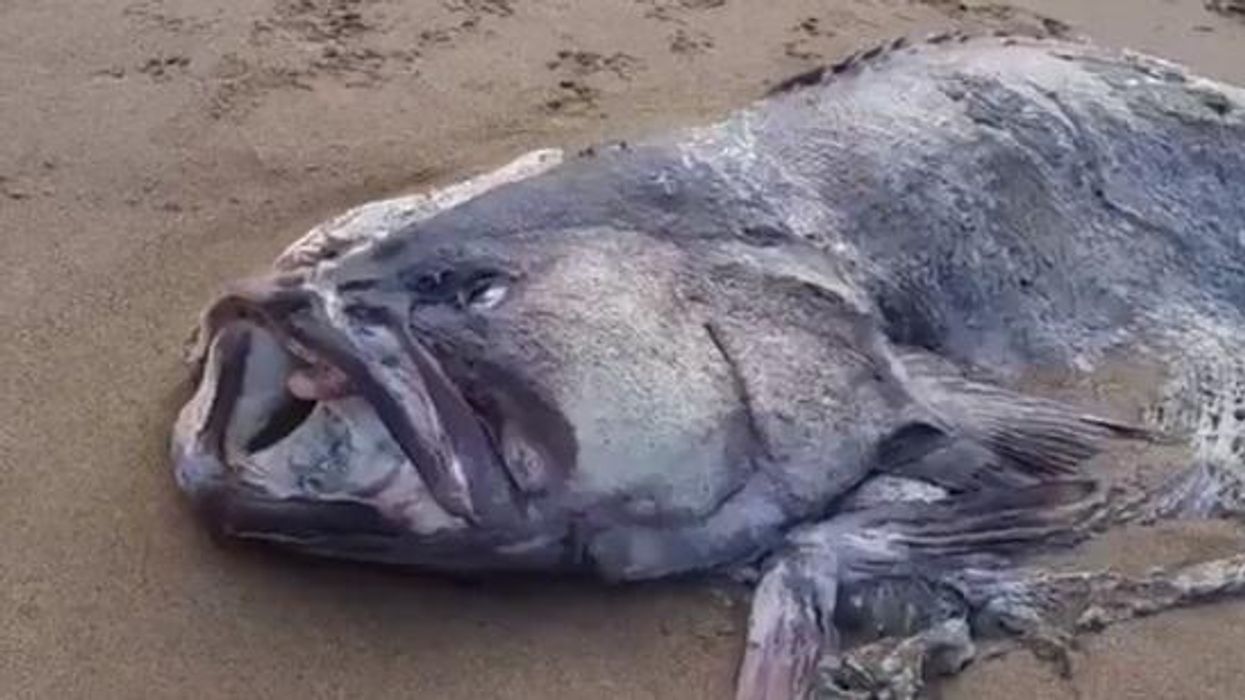Monster fish the size of a man washes up on beach