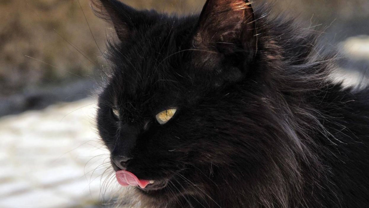 Black Panther might be helping black cats get adopted