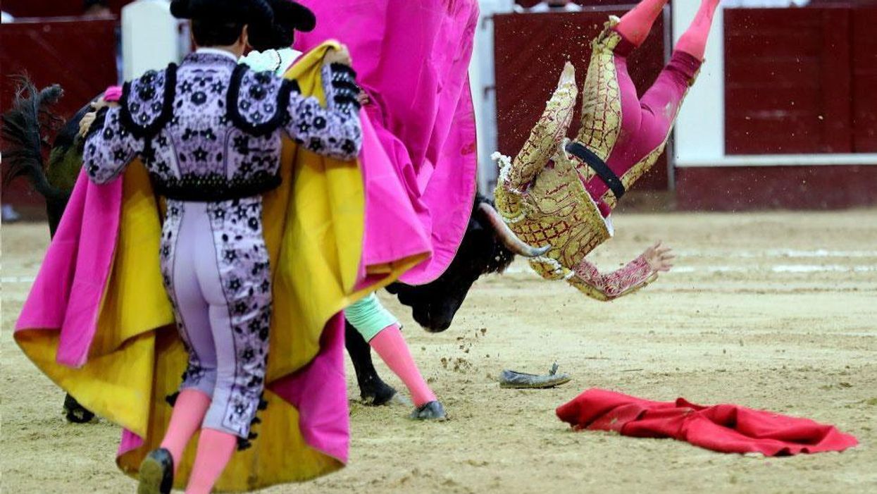 Matador thrown in the air and then gored by bull