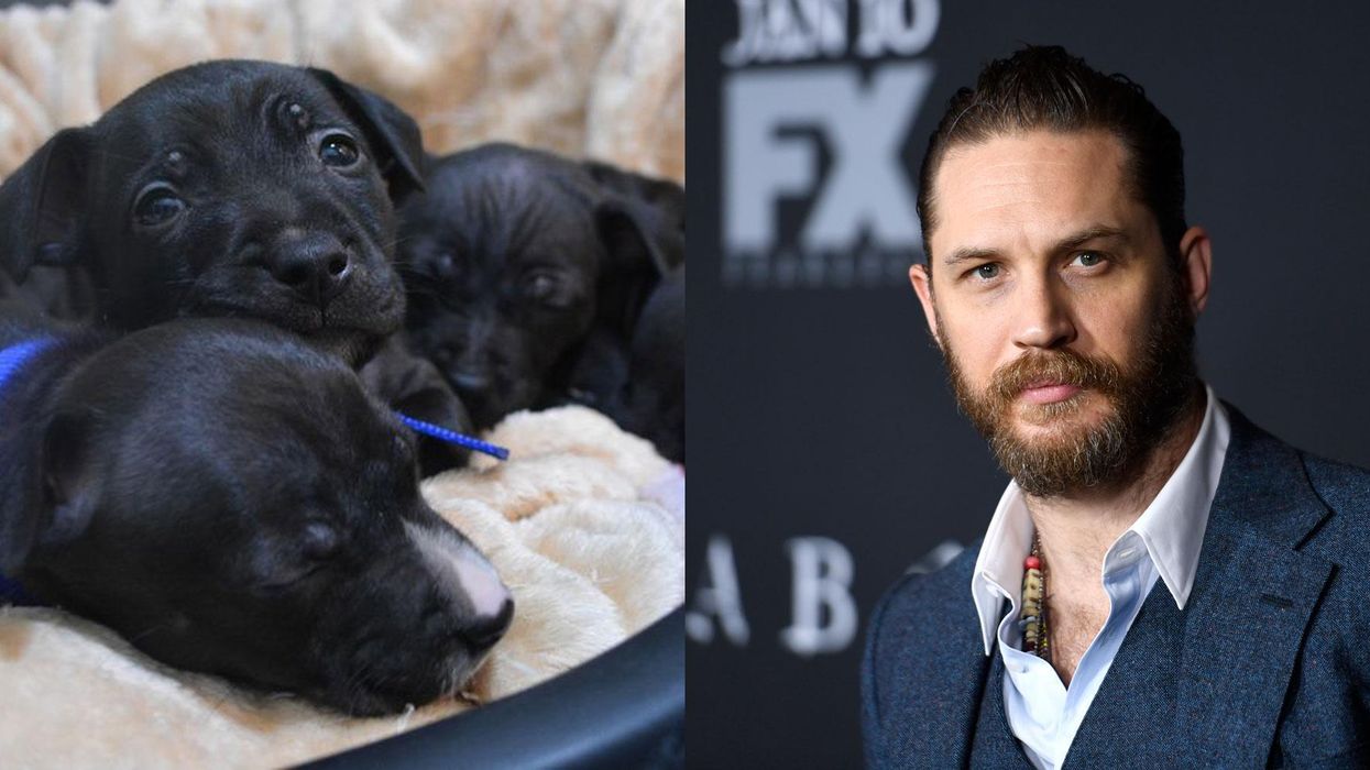 Tom Hardy shared a photo of these abandoned puppies to help them find a new home