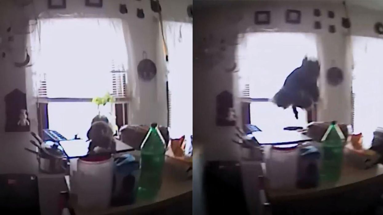 Police were called to remove a squirrel from a house. They didn't expect this