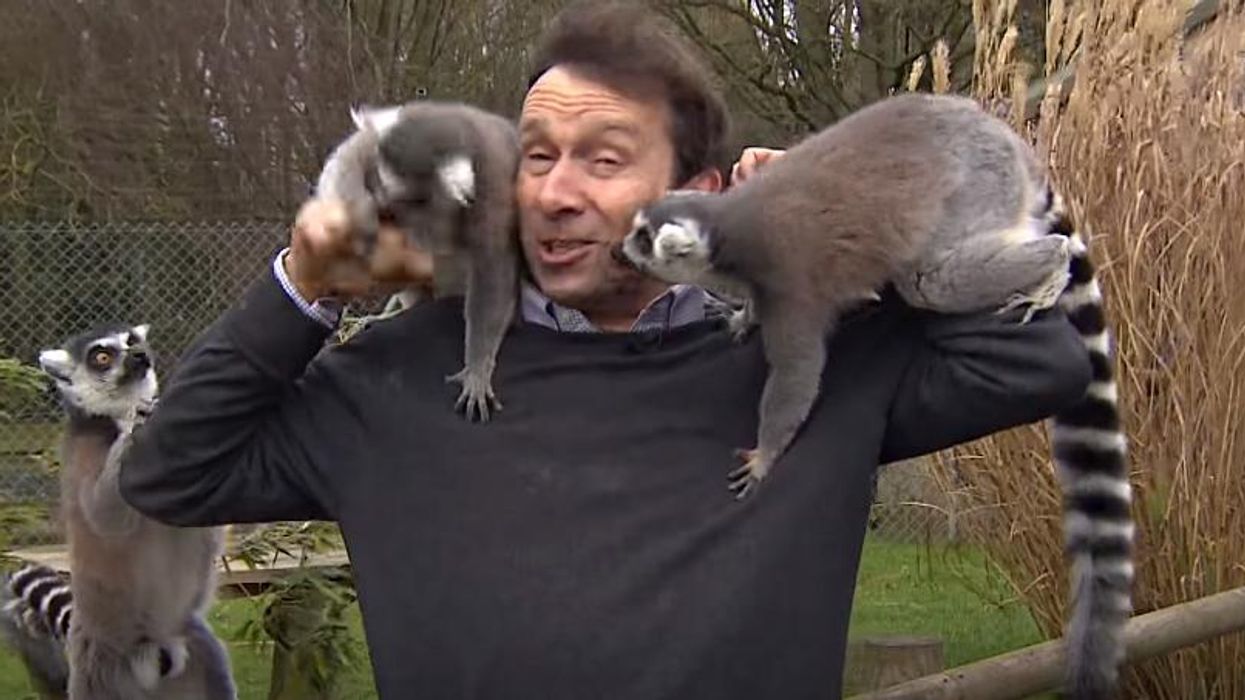 Lemurs mob BBC reporter as he tries to present news