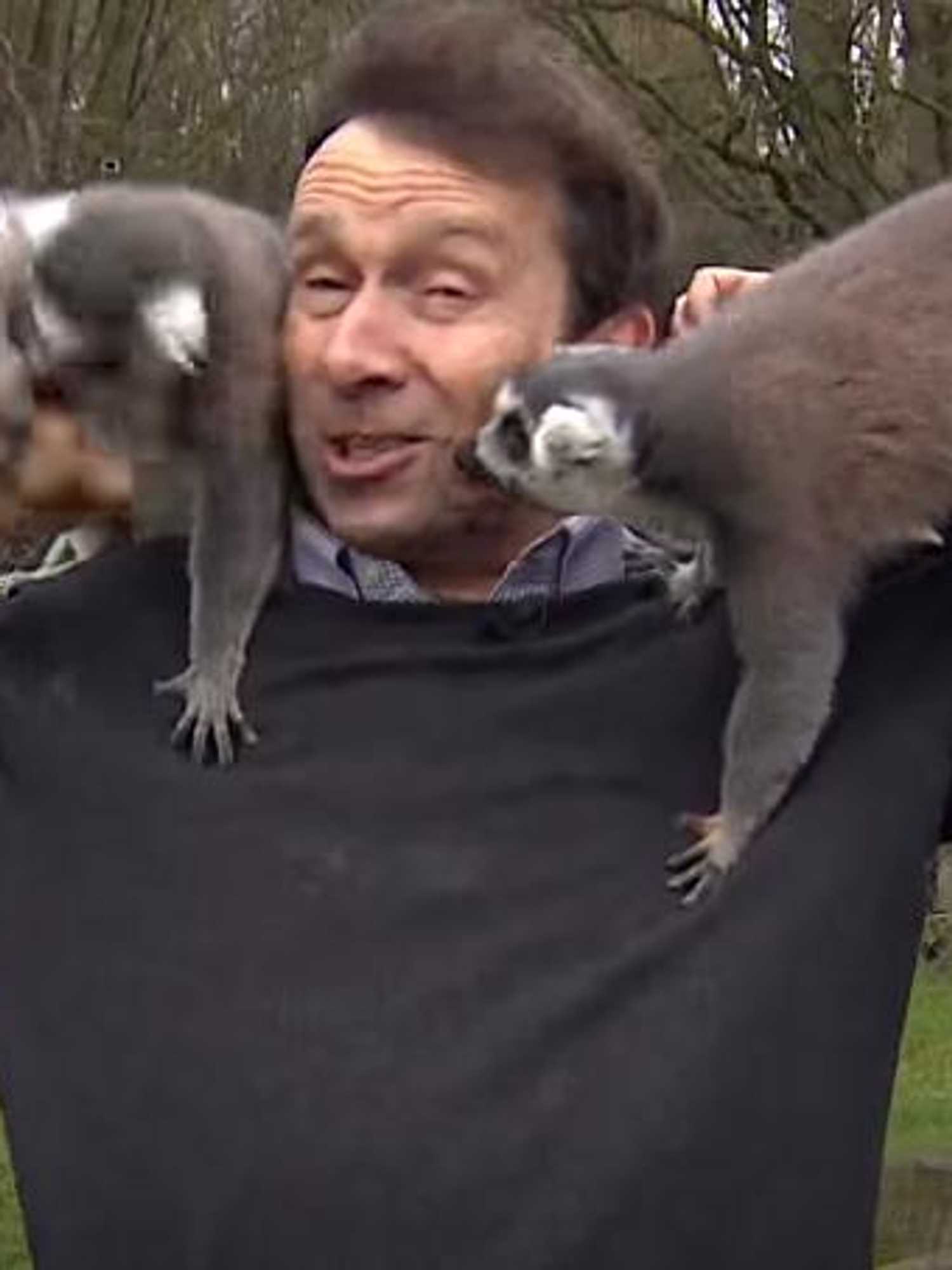 Lemurs mob BBC reporter as he tries to present news