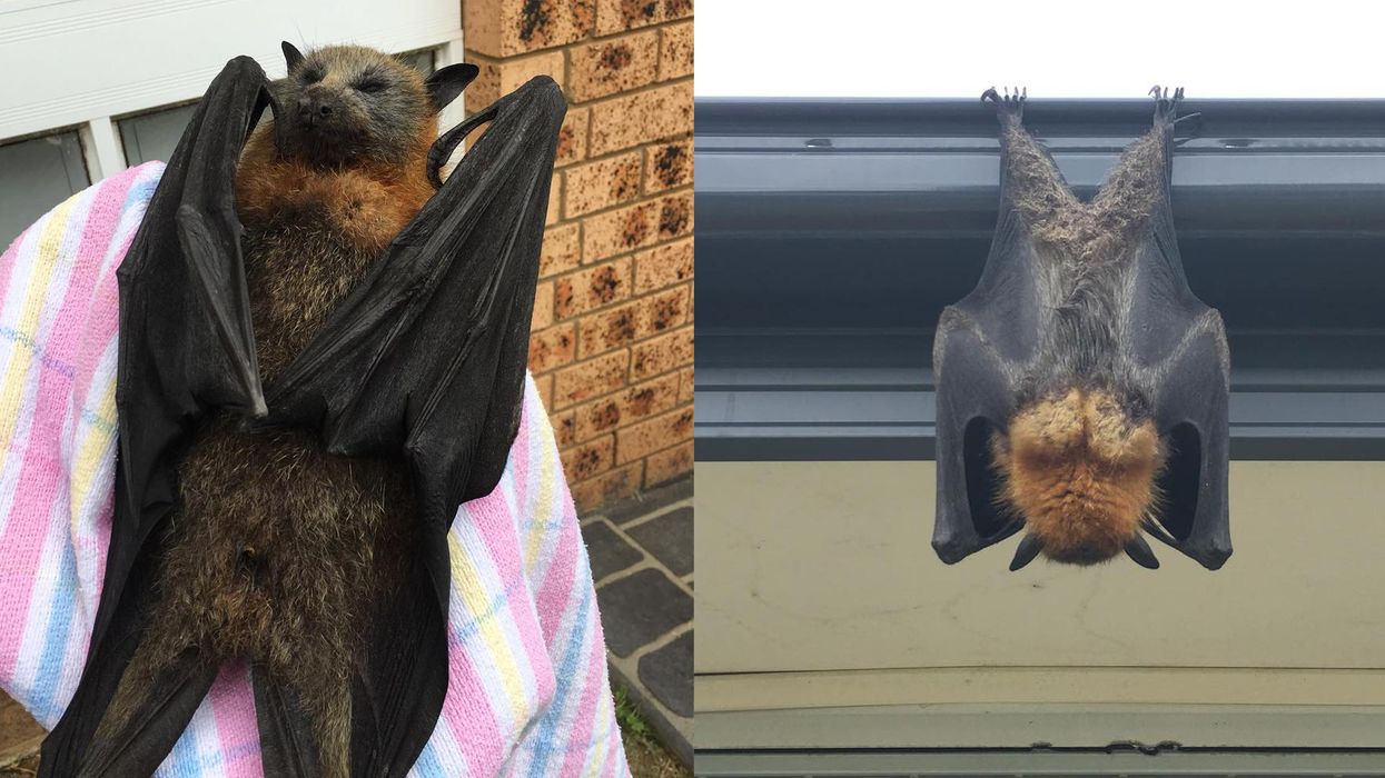 It's so hot in Australia flying foxes are 'boiling alive'