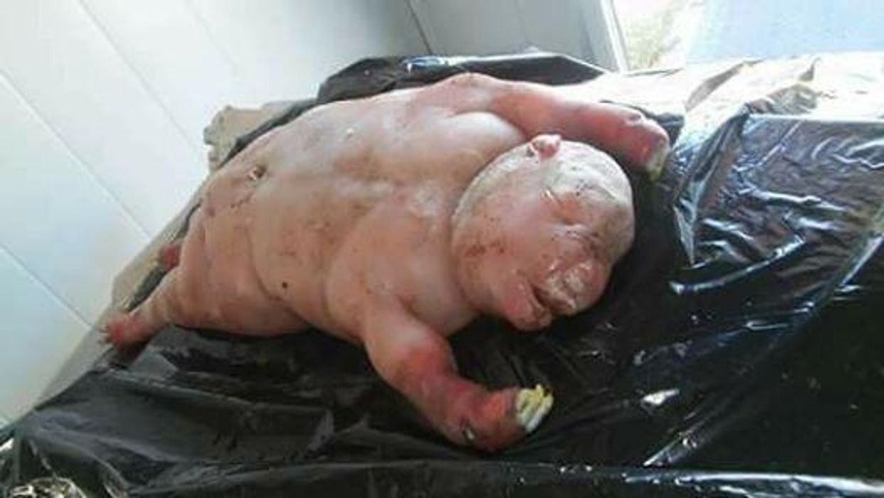 Villagers say this sheep's given birth to a 'half-human devil lamb'