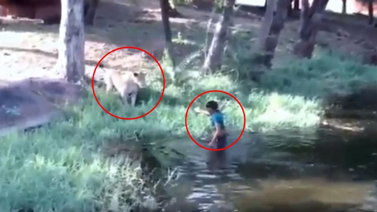 A drunk man tried to 'shake hands' with a lion at the zoo