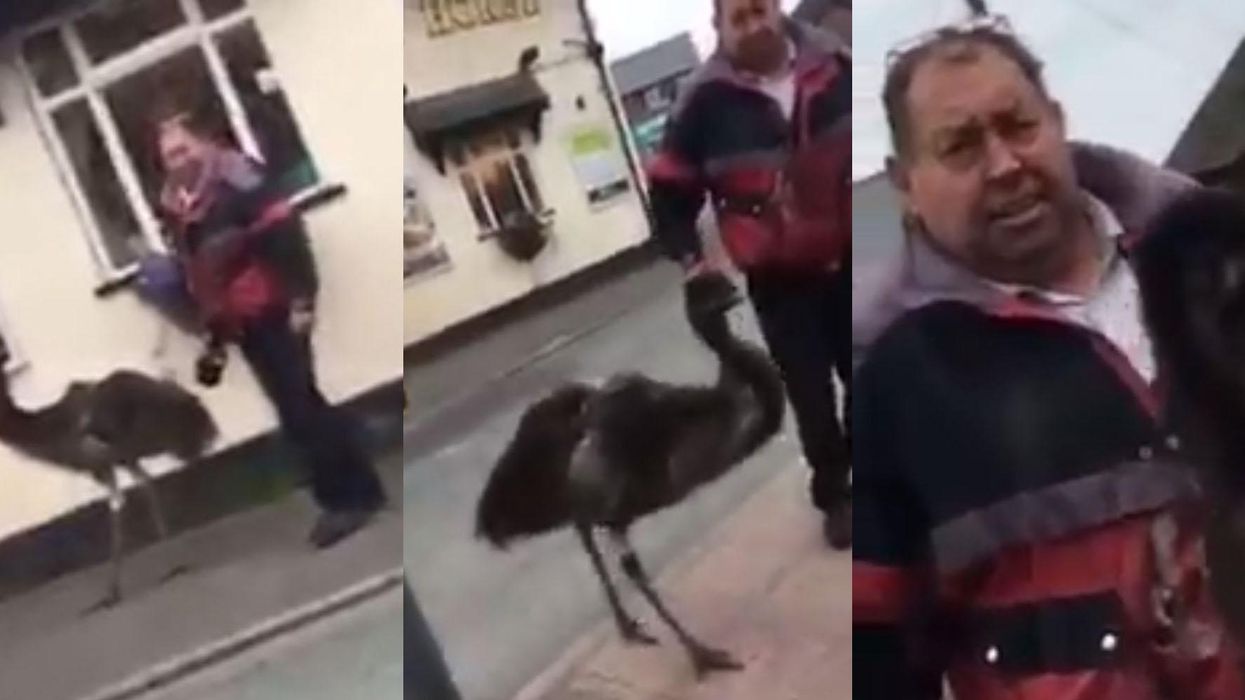 This man tried to take his pet emu for a walk in peace. The internet had other plans