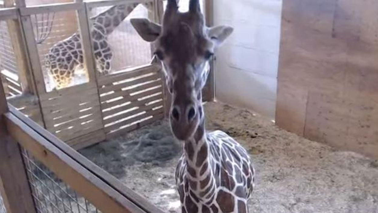 April the giraffe is finally giving birth and the internet is READY
