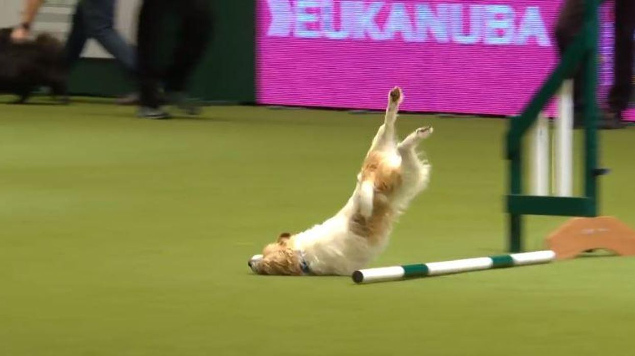 This dog failing at Crufts is the most inspiring thing you'll see today