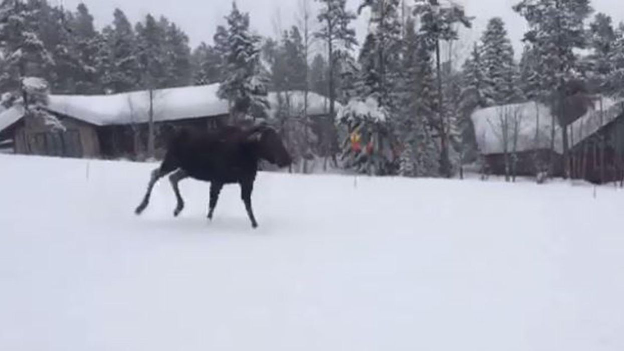 Watch the incredible moment these snowboarders were chased down the mountain by a moose