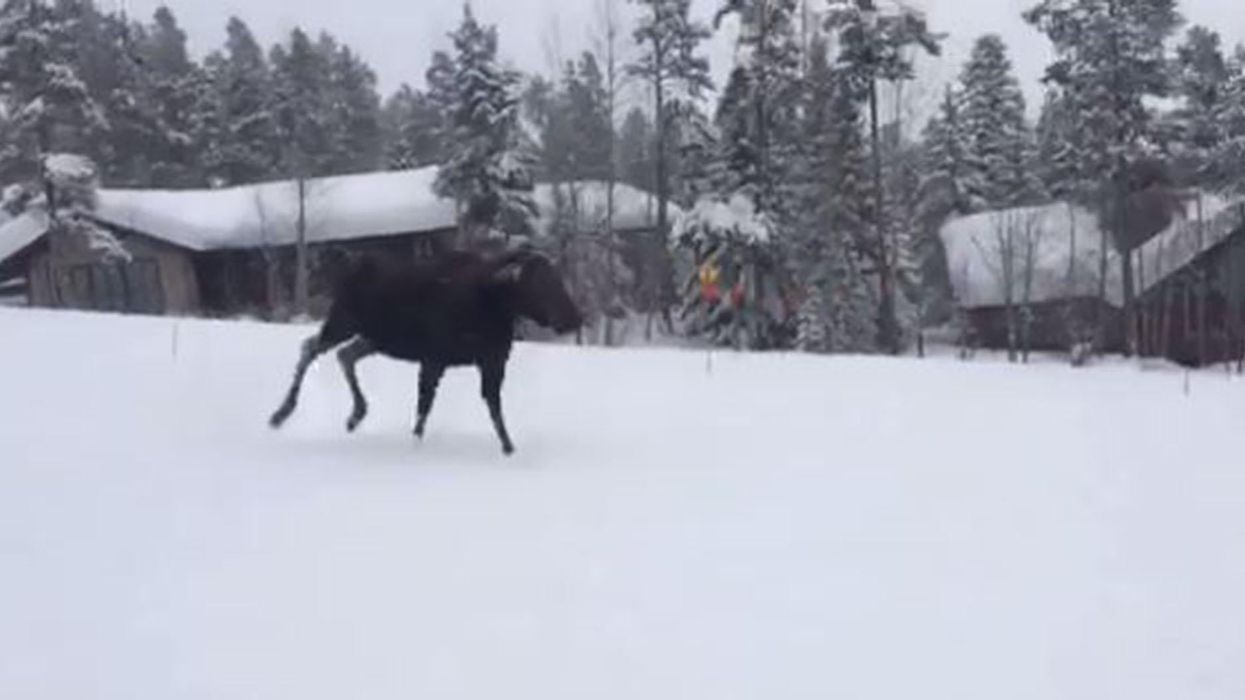 Watch the incredible moment these snowboarders were chased down the mountain by a moose