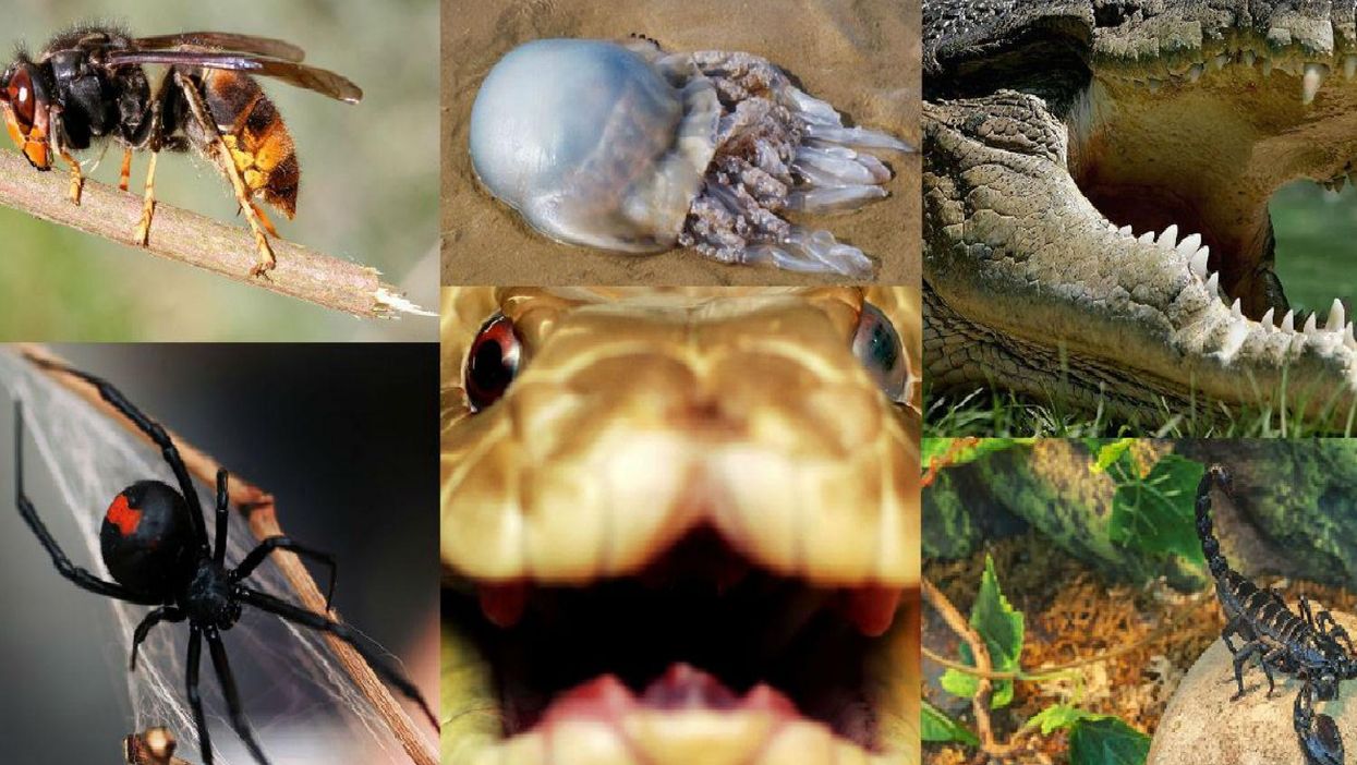 The deadliest animal in Australia has been identified - and it's not what you think
