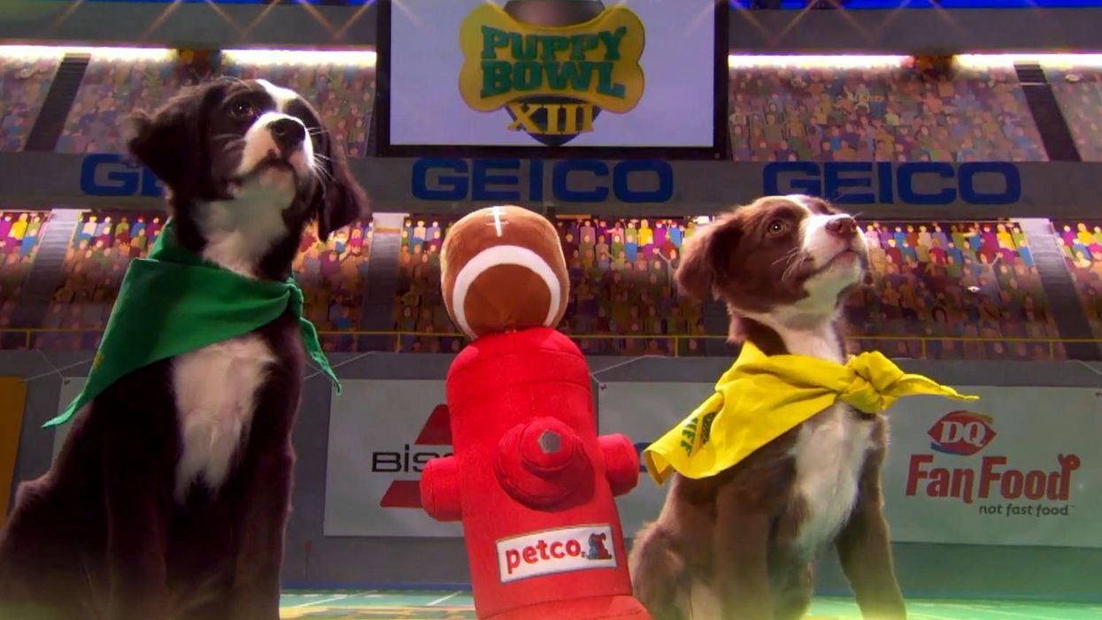 Preparation for the annual Puppy Bowl is underway