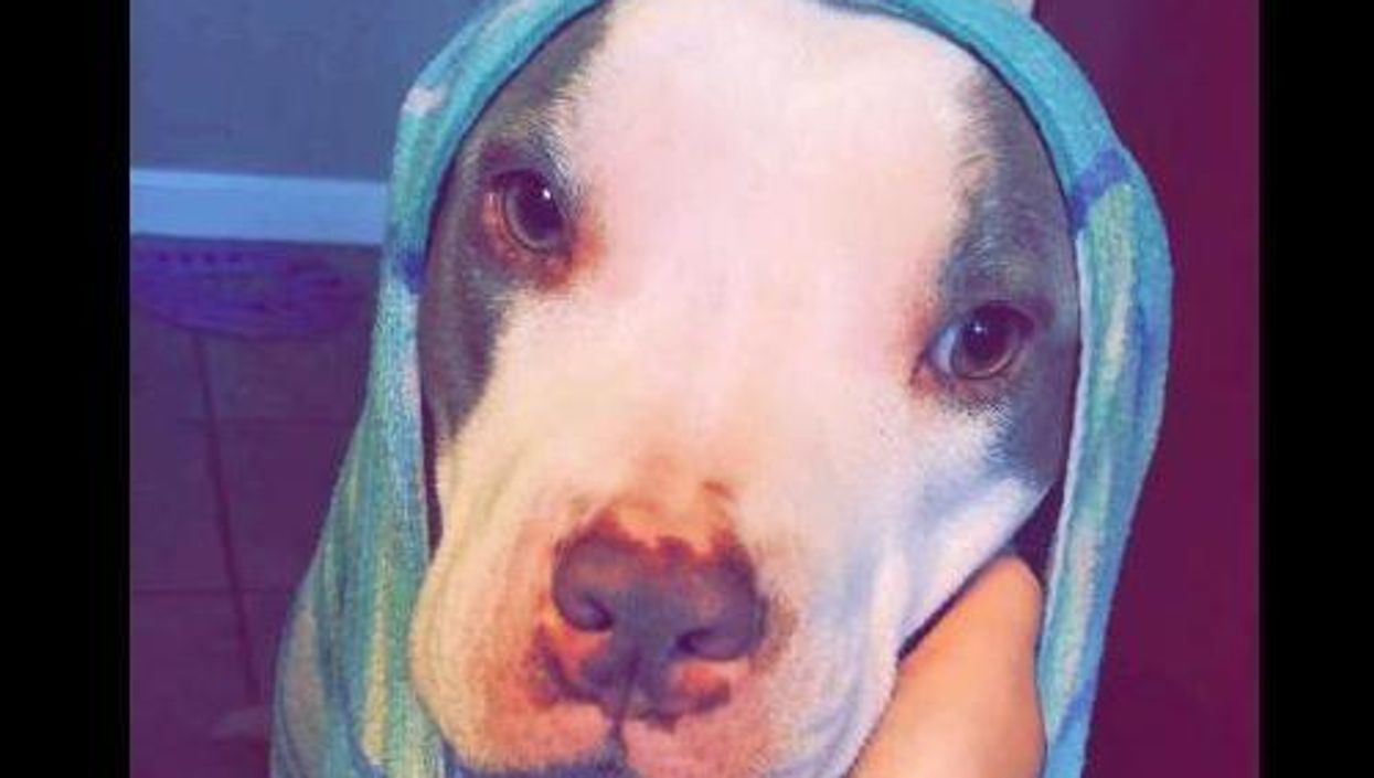 This young woman is sharing pictures of her 'dangerous' dog to raise awareness