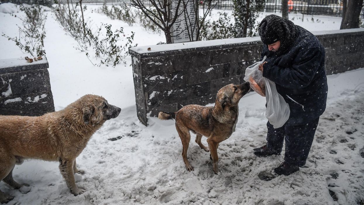 Freezing stray dogs in Turkey are being wrapped in blankets by kind volunteers