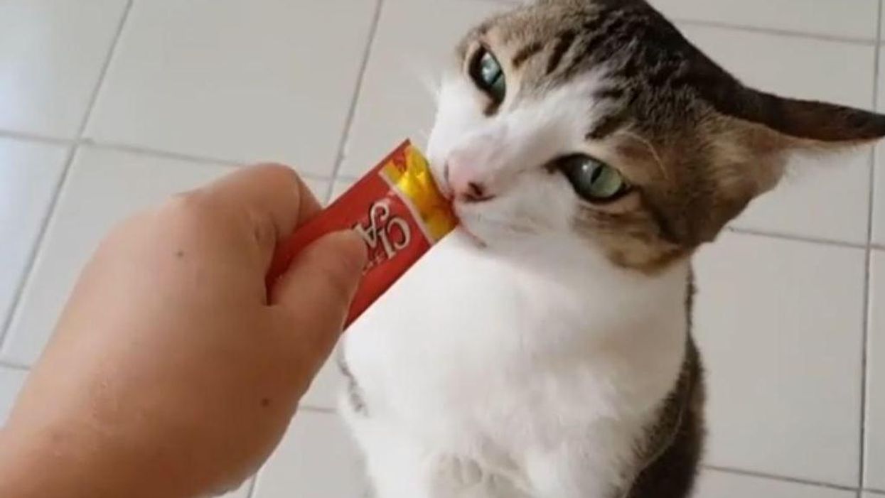 Able the cat might only have two legs, but he's still having plenty of adventures