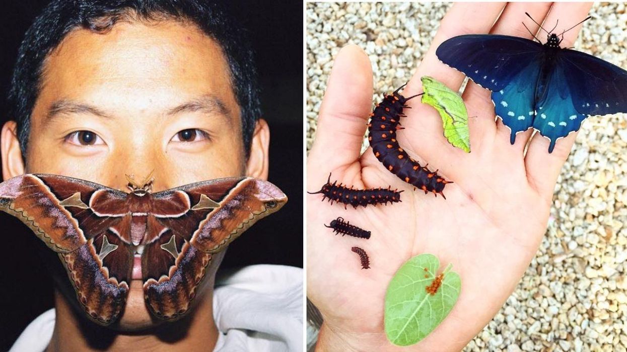 This man has rescued a rare butterfly species - with a haven built in his back garden