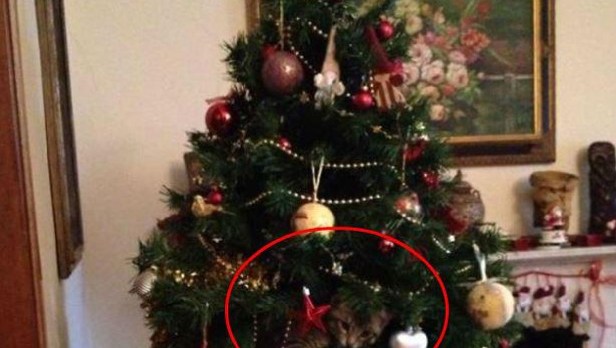 Quiz: Can you find the animals hiding in these Christmas images?