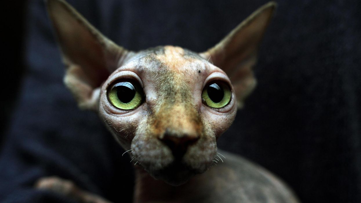 Scammers are shaving regular kittens and selling them as £500 hairless Sphynx cats