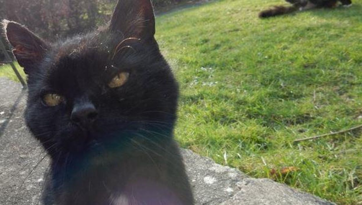 A guy has listed all the ways his cat cheated death