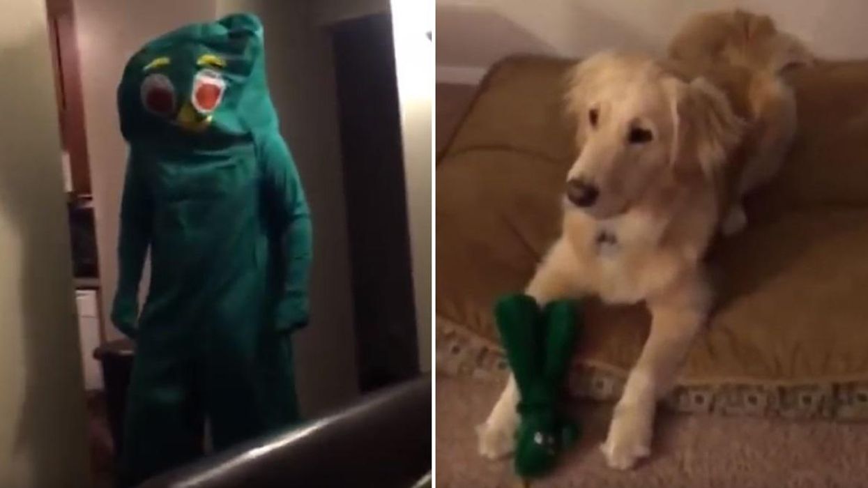 This man dressed up as his dog's favourite toy. His dog's response was tremendous
