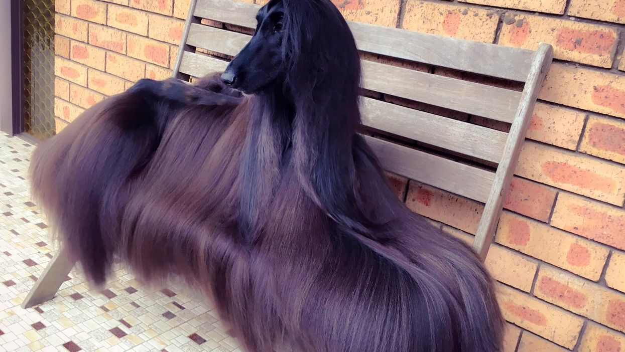 Meet the world's prettiest dog