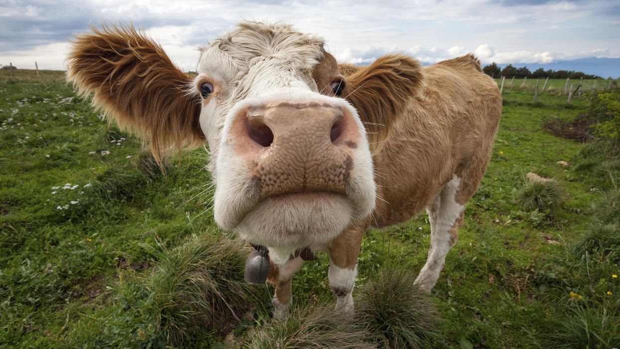 California is trying to stop its cows farting so much
