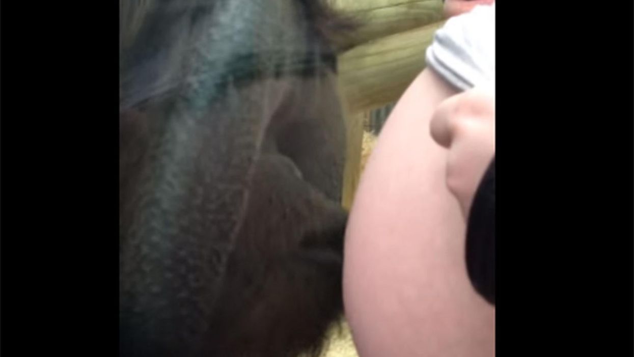 An orangutan kissed a pregnant woman's baby bump and it was adorable
