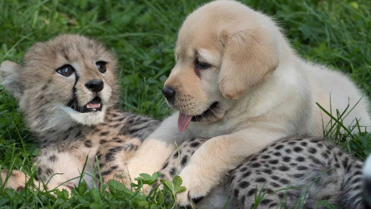 This puppy and cheetah cub are going to be raised as brothers