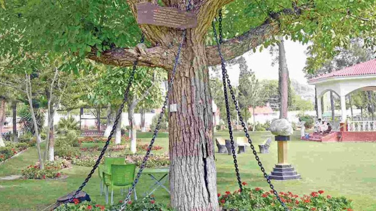 A 'heavily drunk' British army officer arrested this tree in Pakistan in 1898 - and it's still in chains