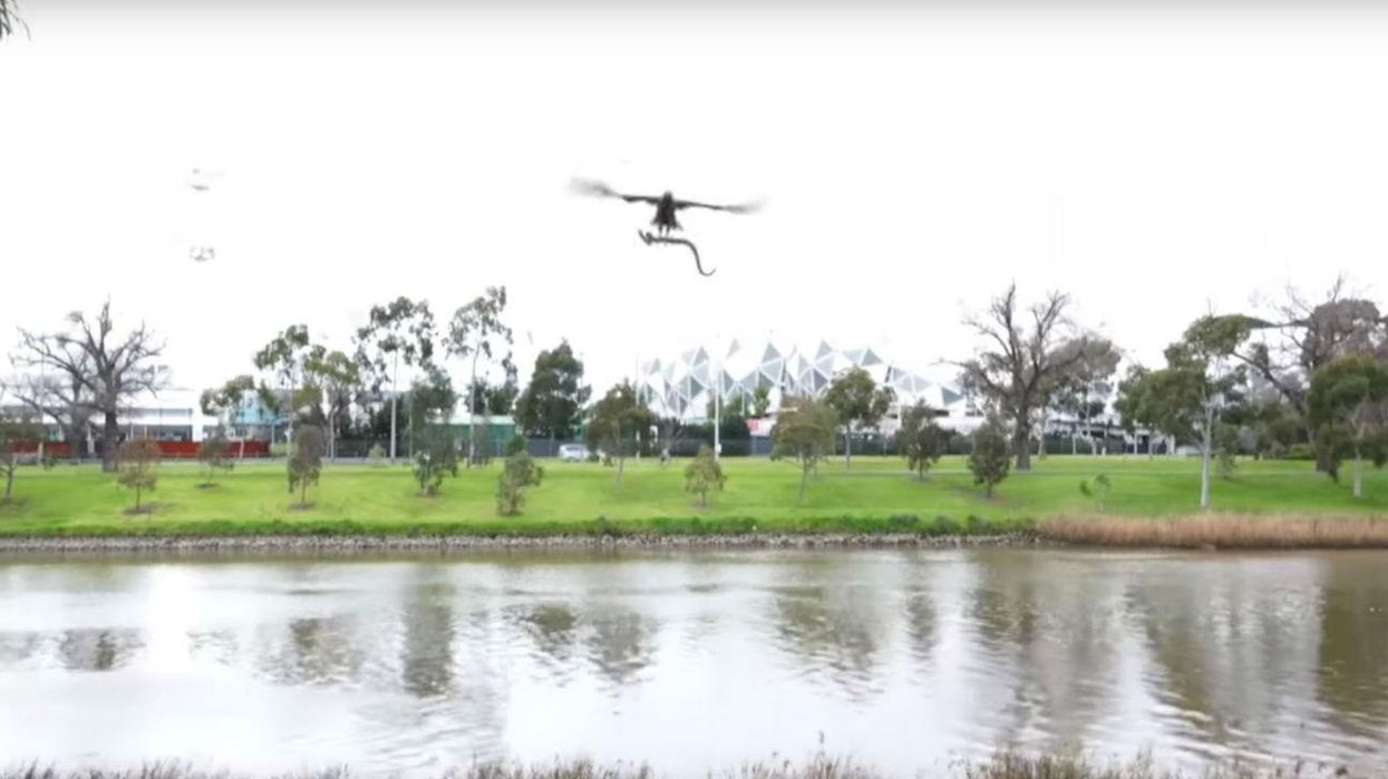 The truth about that video of a hawk throwing a snake at family having a picnic