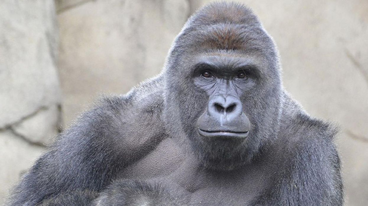 A zoo in America is letting the public name a newborn gorilla... Bad idea