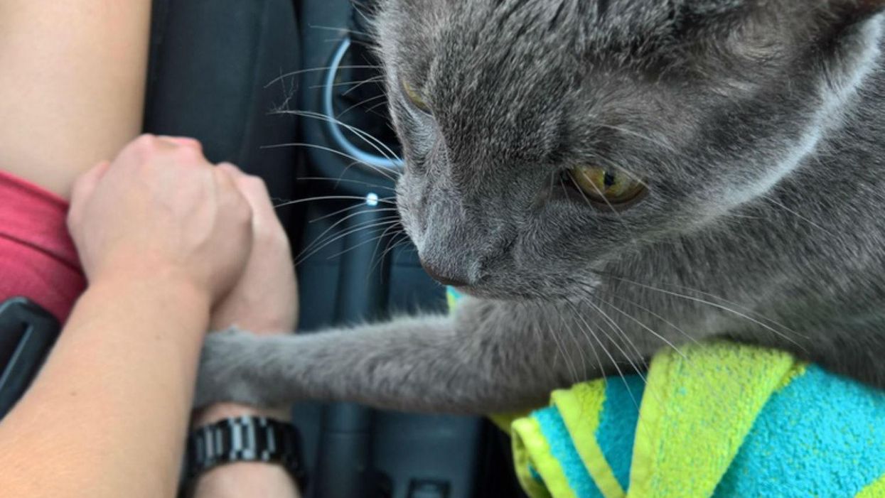 The story about this cat's final trip to the vet is heartbreaking