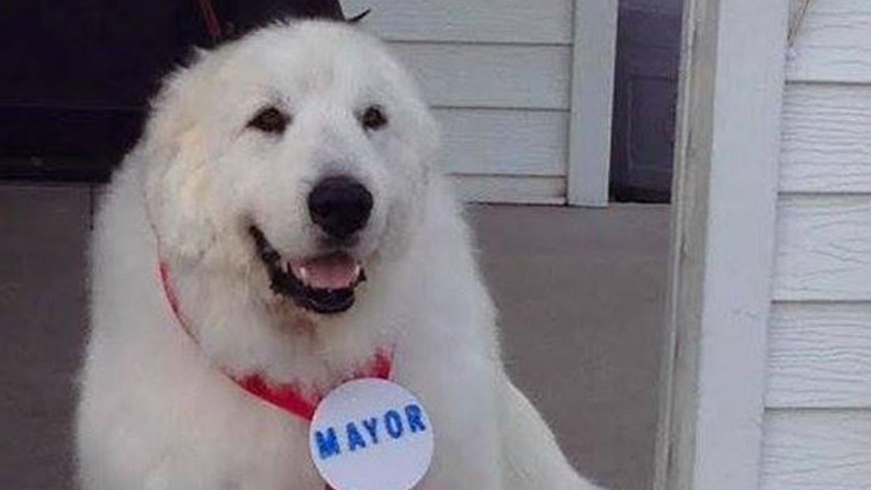 Duke the dog has been elected the mayor of his town for the third year in a row