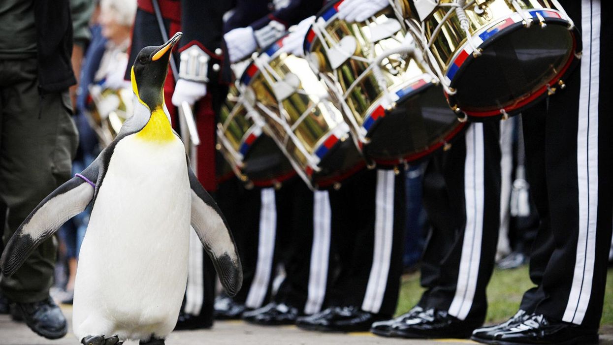 A penguin was just made a Brigadier by the King of Norway's Guard