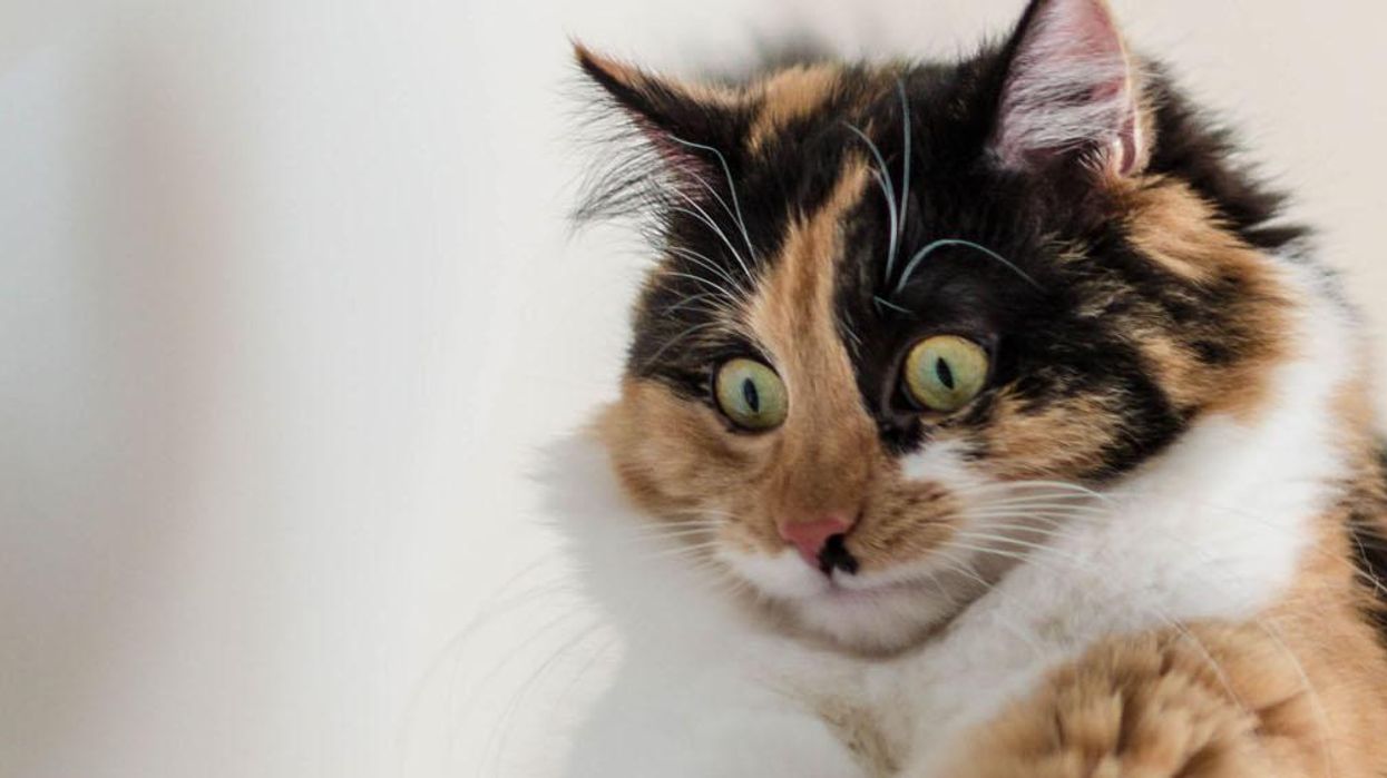 Dad accidentally eats pot brownies, starts saying rude things to his cat