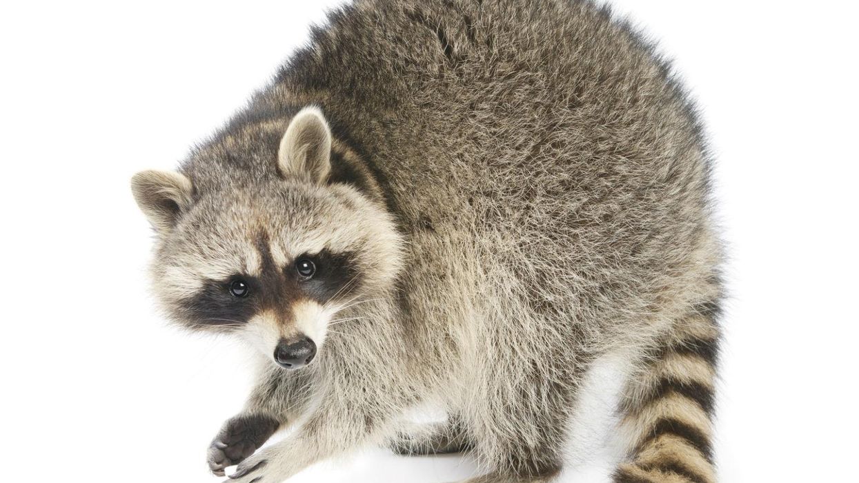 Someone has tied a 'Get well soon' balloon to this dead raccoon