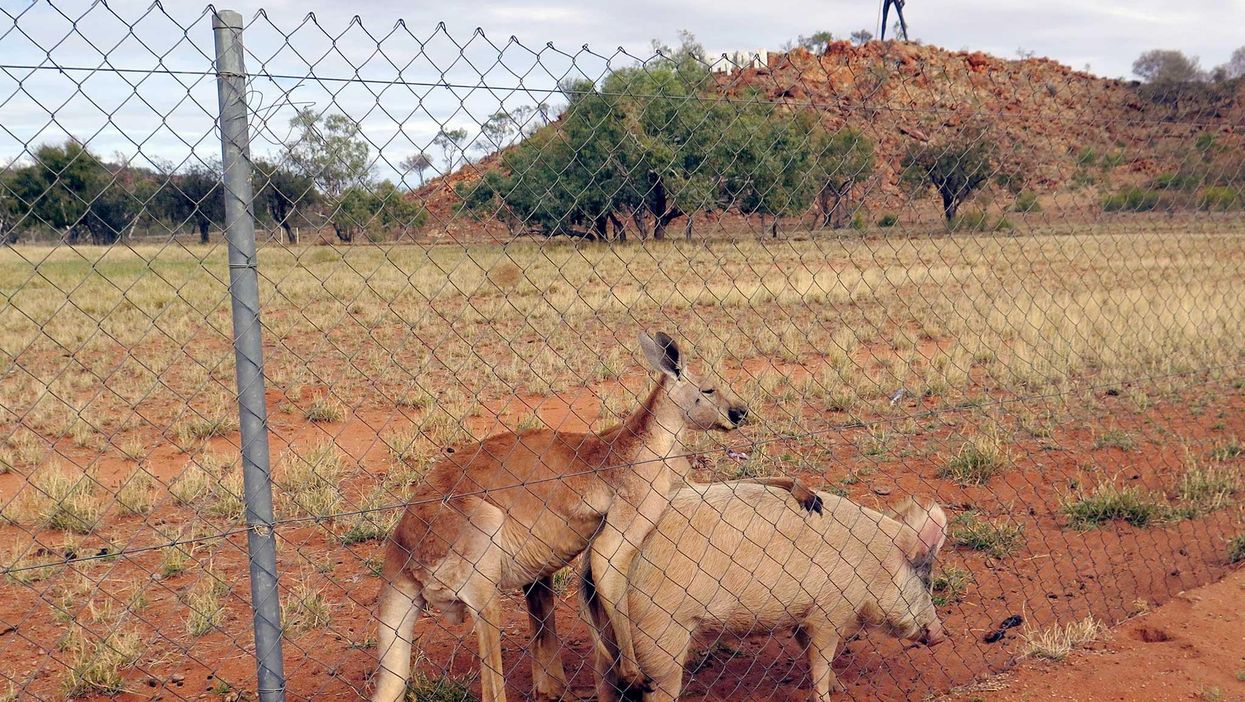 Kangaroo pictured having sex with a pig and apparently they're in love