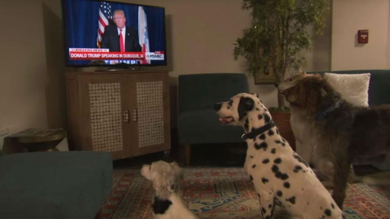 There is a growing body of evidence that Donald Trump doesn't actually know what a dog is