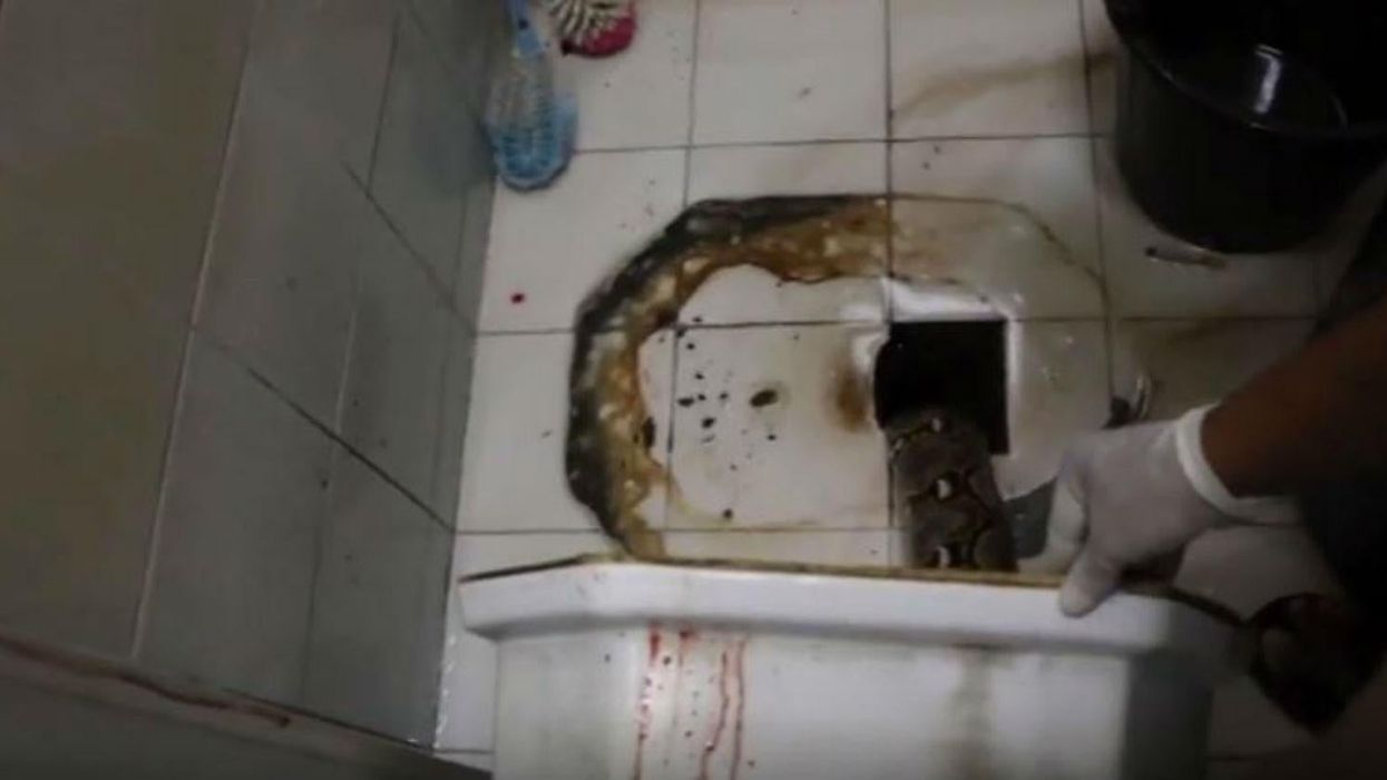 Thai man bitten on penis by 9ft python while sitting on the toilet describes his escape
