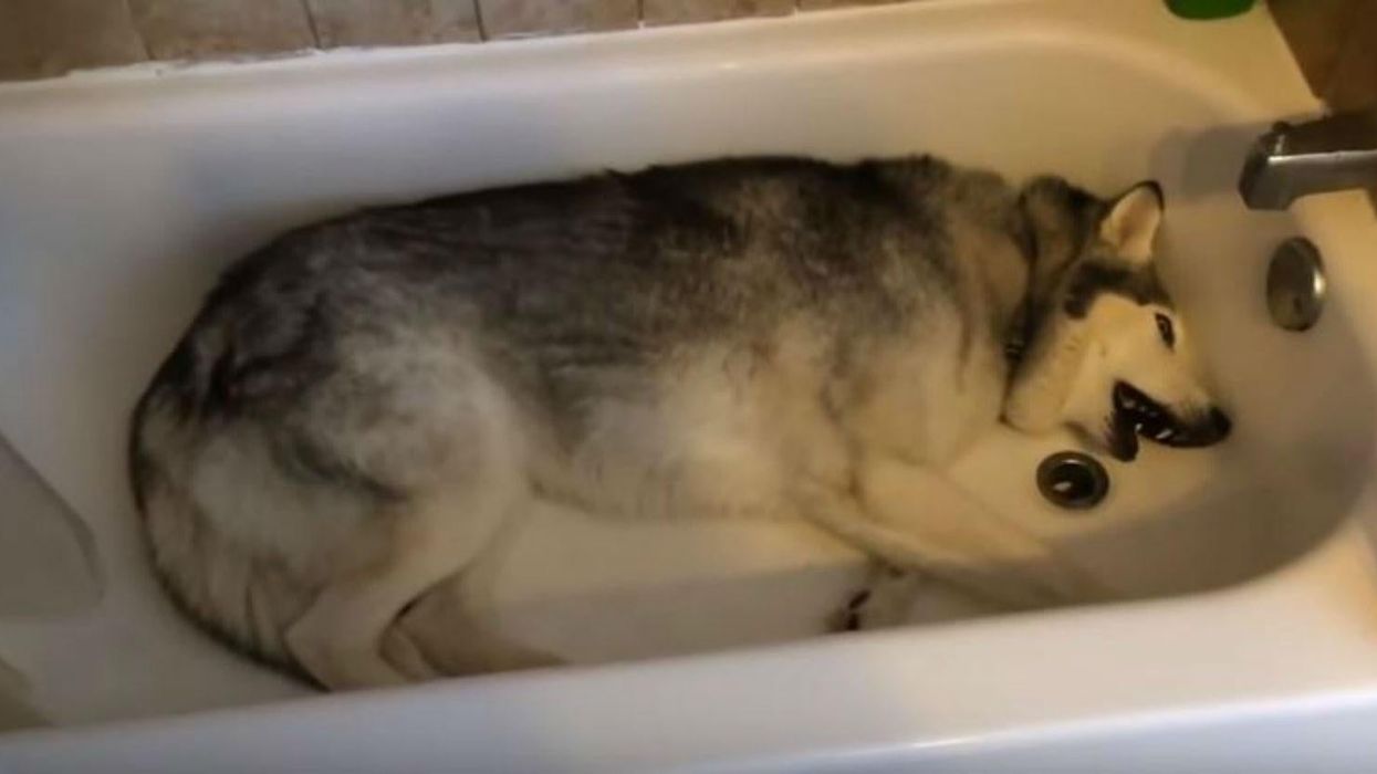 The last thing this husky dog wants to do is get out of the bath