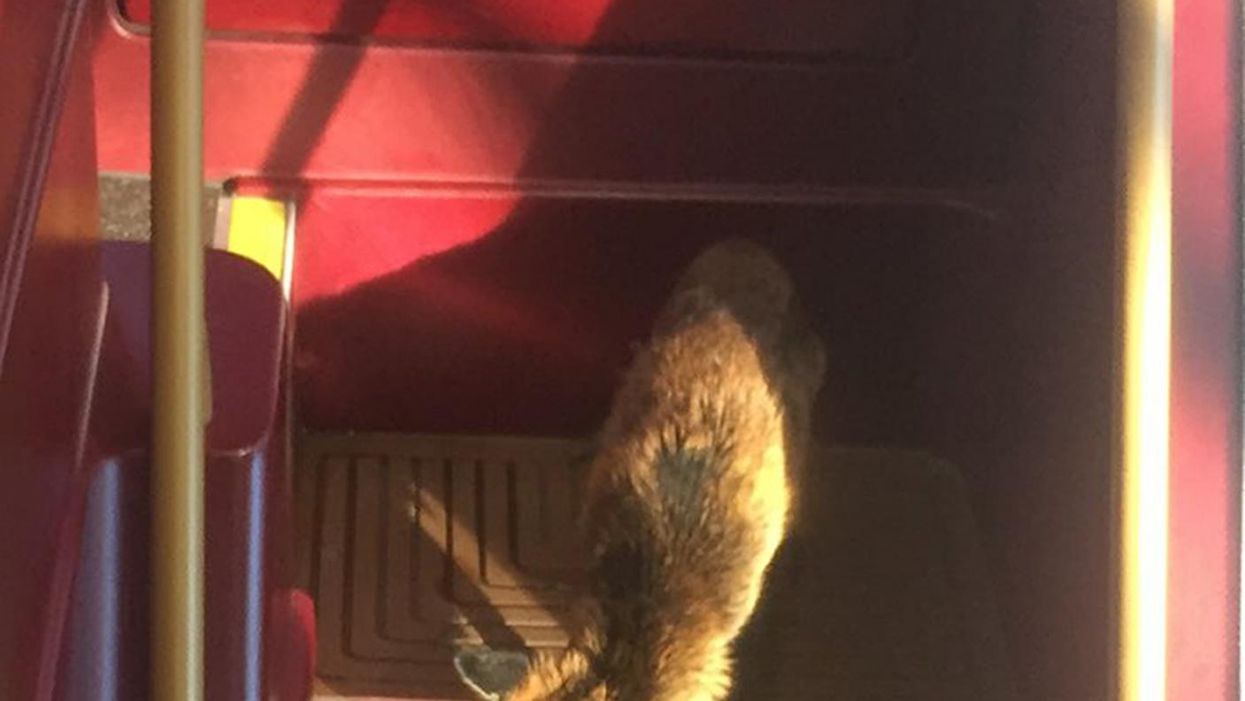 An enterprising fox decided to beat the London rush hour by hopping on the bus