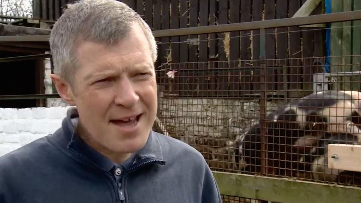 This politician was upstaged by two pigs going at it during a live television interview
