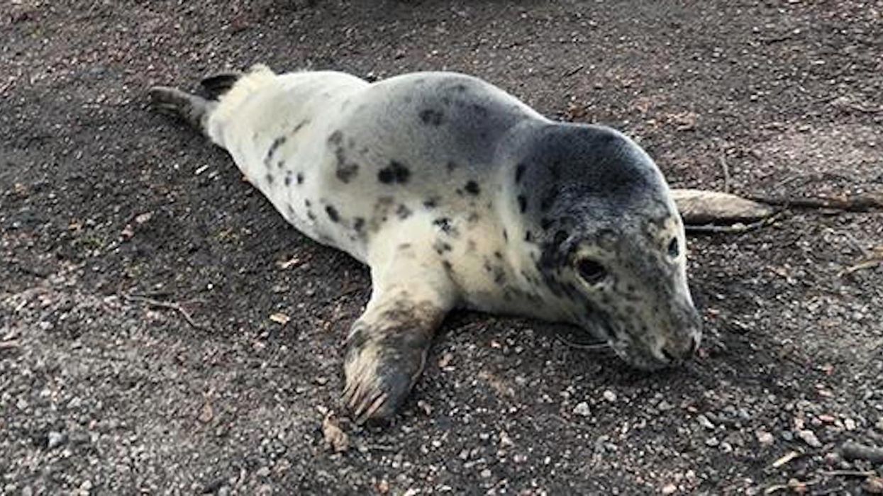 The internet has fallen in love with this seal that tried to cross a road
